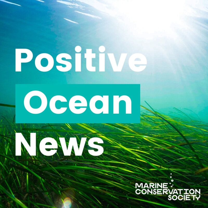 Image for the Tweet beginning: Positive Ocean News 🌊

In need